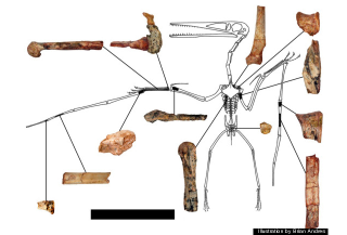 Illustration for article titled The First Pterodactyls May Have Lived Far From Oceans